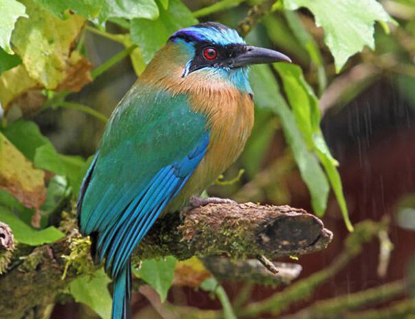 Motmot Monteverde slideshow