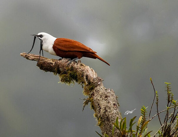 pajaro-campana-slideshow