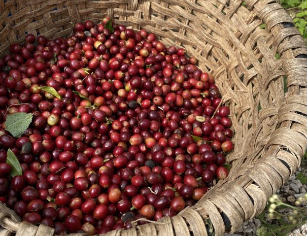 459882306_965700852270192_8393225222998819140_n