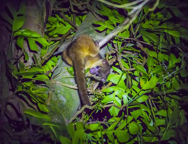 A-Kinkajou-spotted-at-Kinkajou-Night-Walk