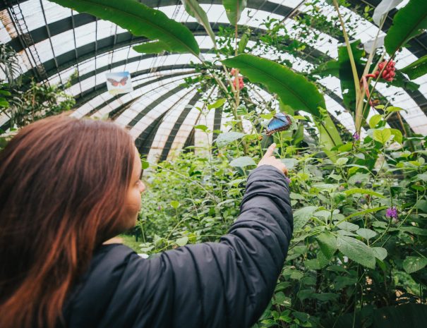 BUTTERFLY GARDEN(15)