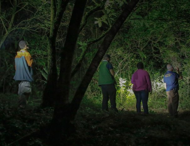 Best-Night-Tours-in-Monteverde-Costa-Rica