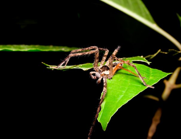 DONALD QUESADA C.-632