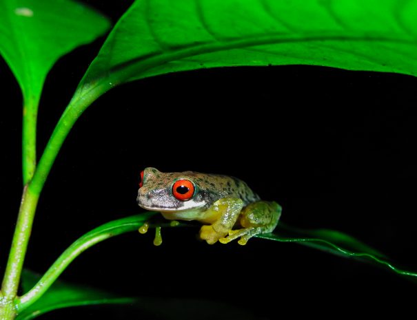 DONALD QUESADA C.-641