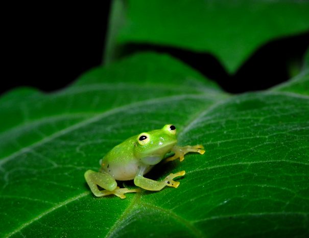 DONALD QUESADA C.-642