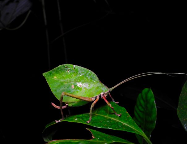 DONALD QUESADA C.-644