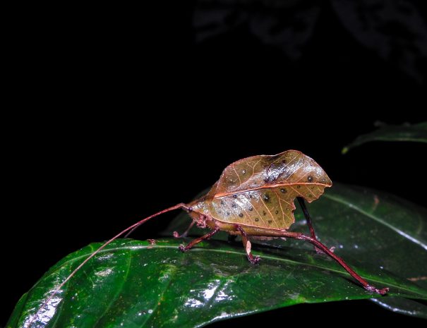 DONALD QUESADA C.-645