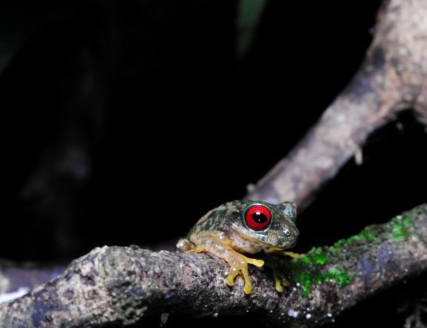 DONALD QUESADA C.-647