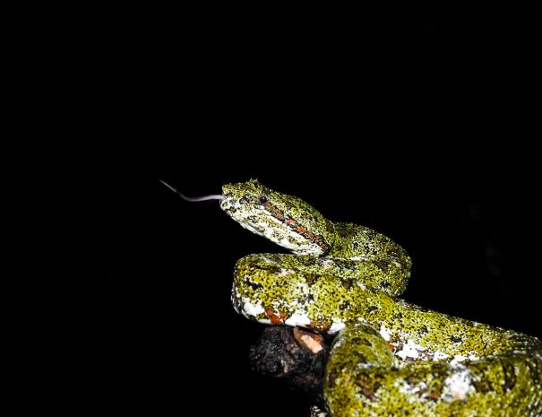 DONALD QUESADA C.-648