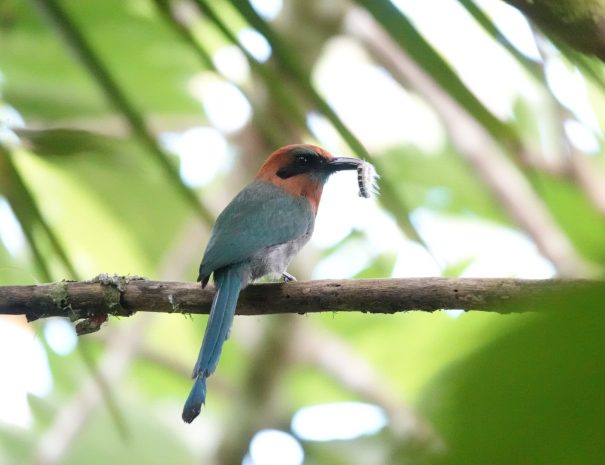 DSC05733.Broad-billed-Motmot-scaled
