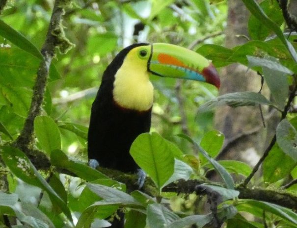 Keel-billed toucan