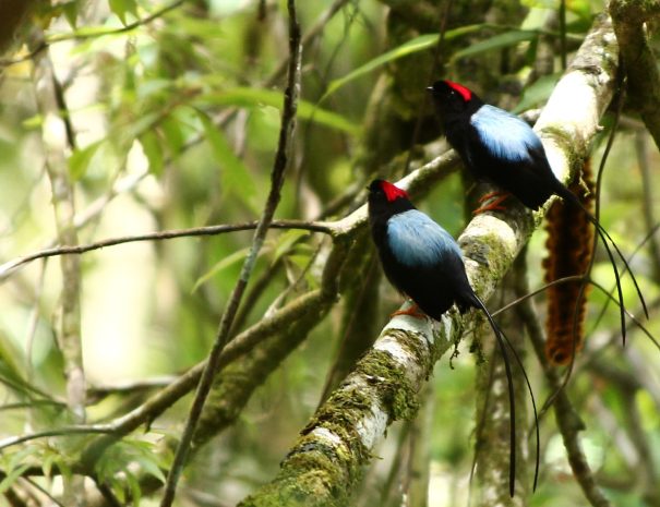 Long-tailedManakin
