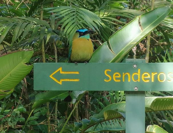 Motmot on trail sign Bajo del Tigre