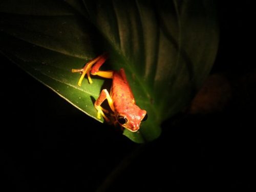 Night-Walk-Monteverde