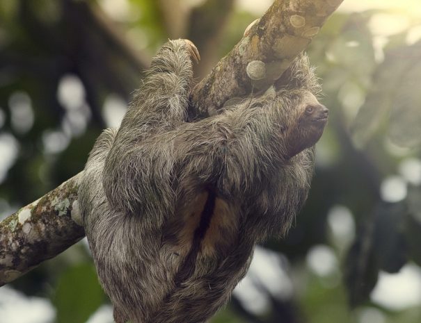 Observacion_de_Perezosos__2_