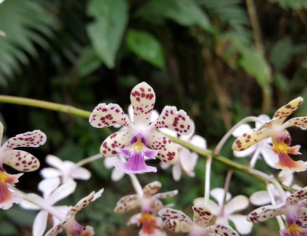 Orchid-Garden-1