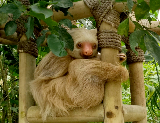 Sloths 7 - copia