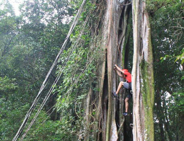 TreeTop Climbing03
