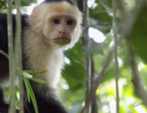 White-faced capuchin monkey