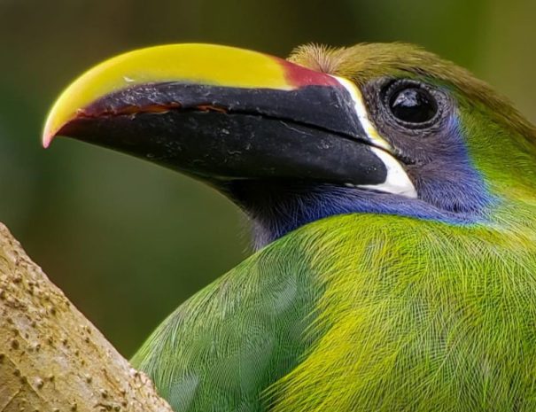 birdwatching-tour (1)