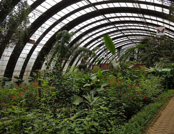 butterflies-life-cycle