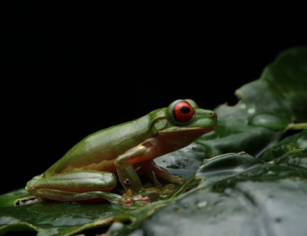 caminata-nocturna (1)