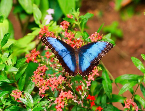 jardin-de-mariposas-selvatura-park-007