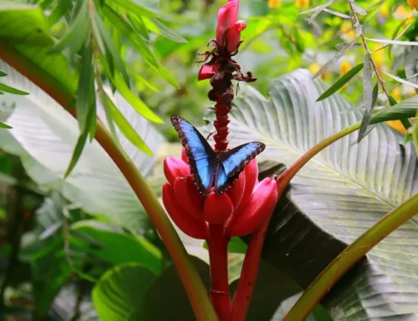 mariposario-monteverde-tour-1024x682.jpeg