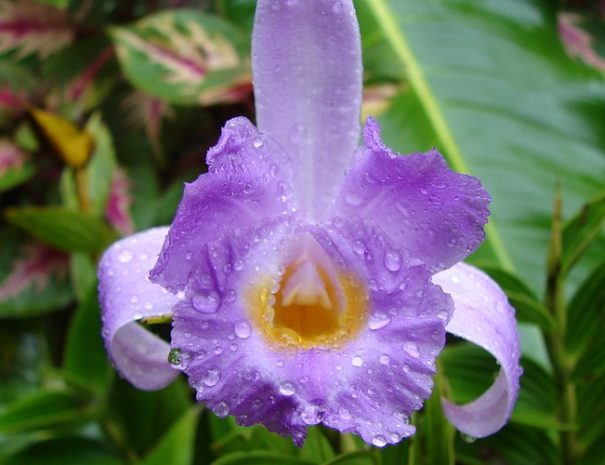 monteverde-orchid-garden