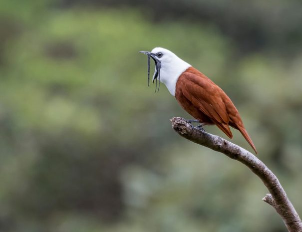 birdwatching-tour-gall-1