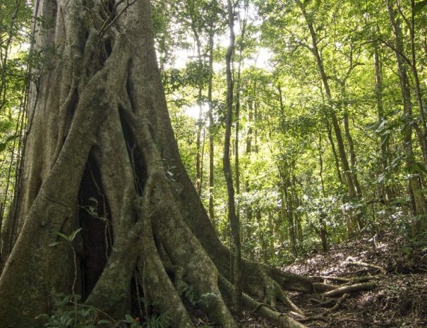 birdwatching-tour-gall-4